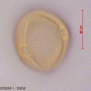 Dodonaea viscosa - lame n° 28280